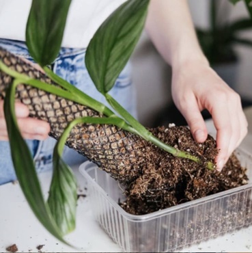 DIY Moss Pole for Indoor Plants