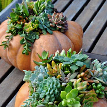 DIY Pumpkin Succulent Centerpieces
