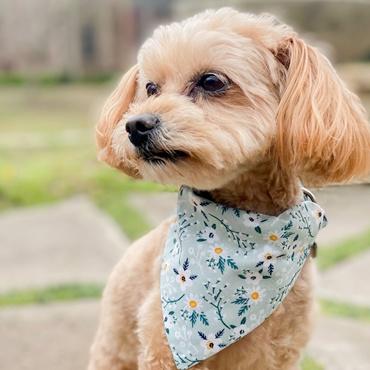 Custom Dog Bandana