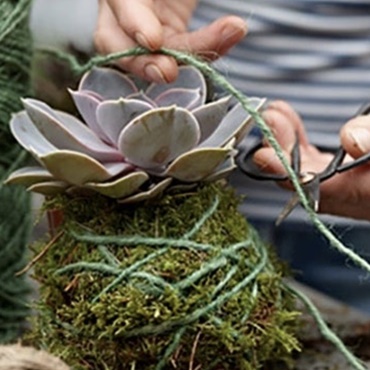Kokedama DIY